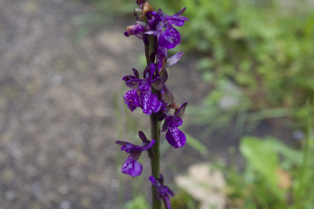 Riconoscimento orchidea - Anacamptis morio